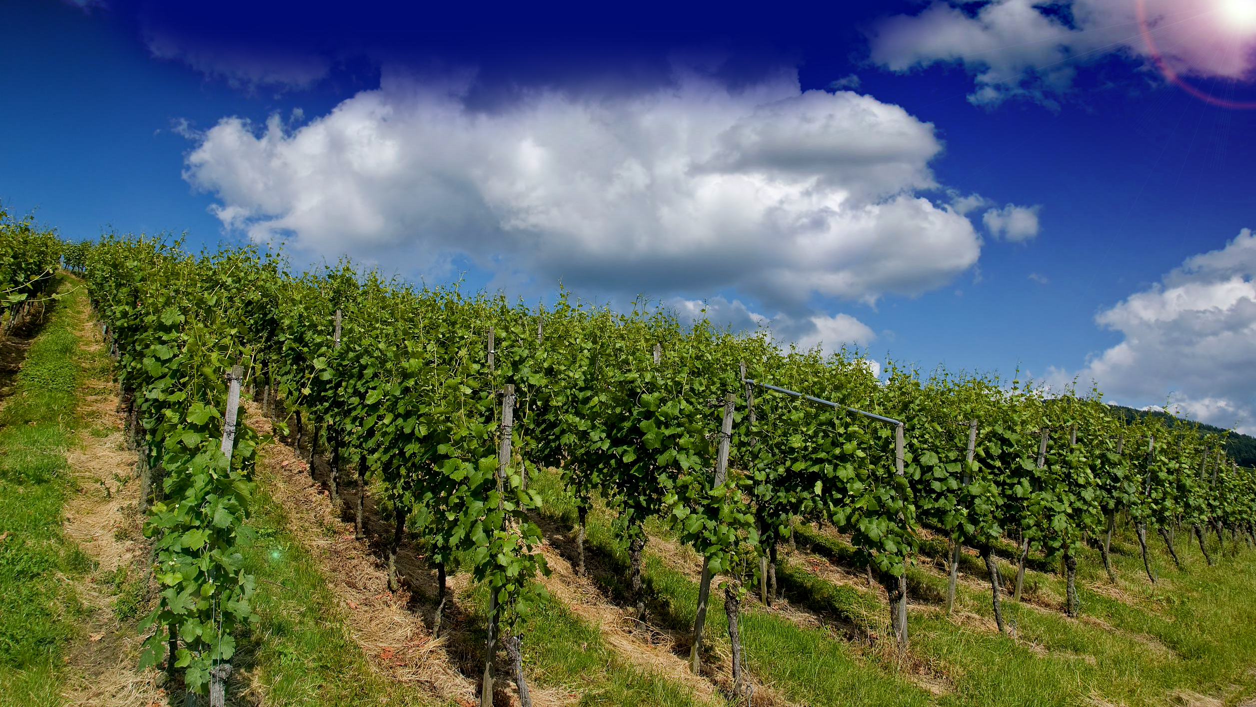 Vineyard background